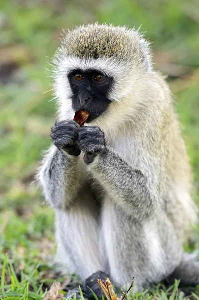 Vervet monkey — Stock Photo, Image