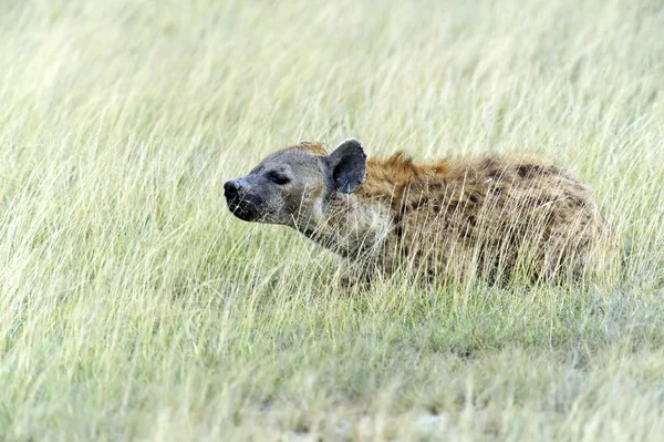 Hyena — Stockfoto