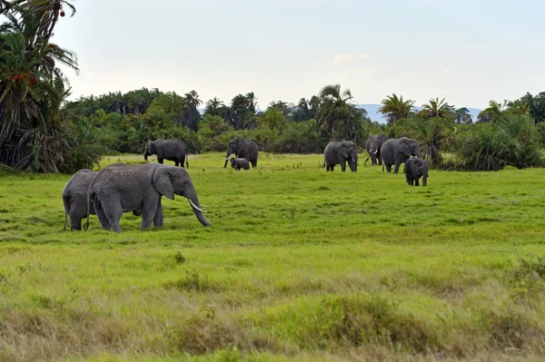 Elephant — Stock Photo, Image