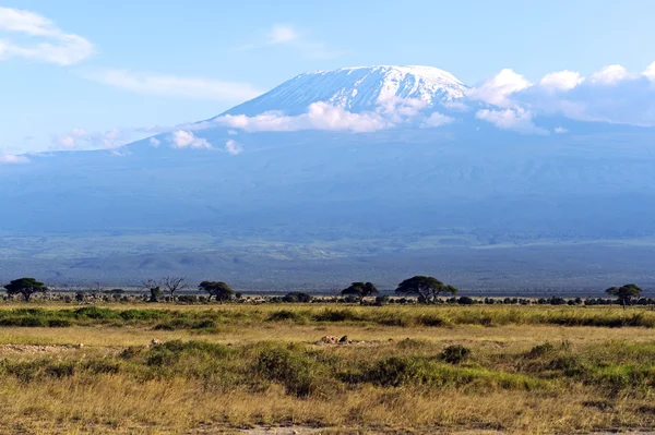 Kilimandżaro — Zdjęcie stockowe