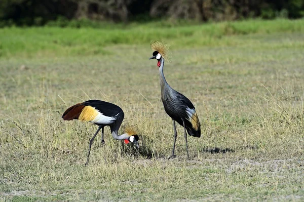 சிவப்பு கிரீடம் — ஸ்டாக் புகைப்படம்