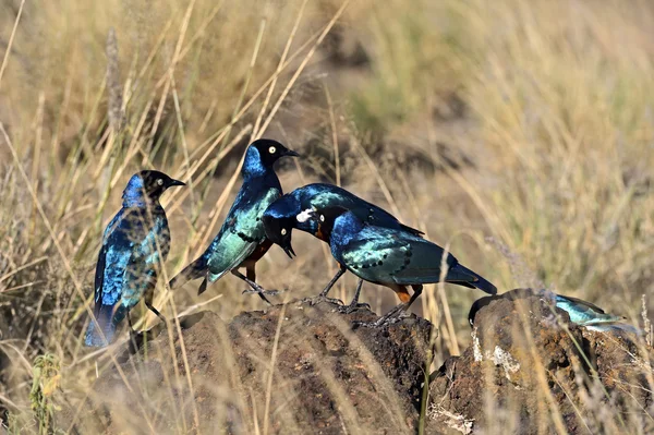 Superbe étourneau coloré — Photo