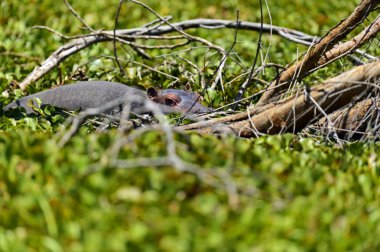 Afrikalı su aygırı