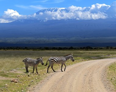 Zebra
