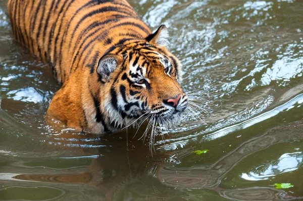 Amur tygr — Stock fotografie