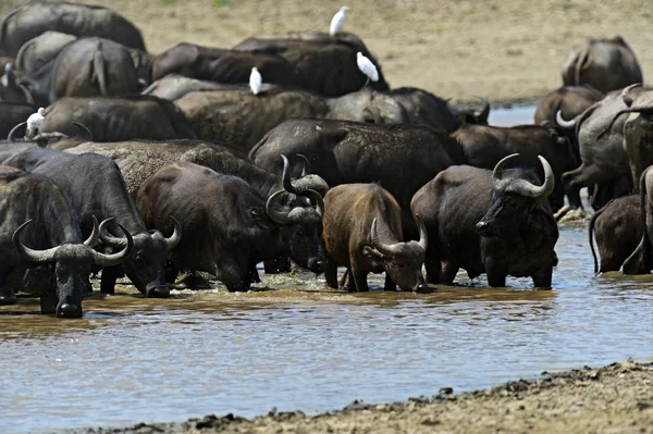 Afrikaanse buffel — Stockfoto