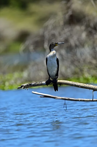 Darter. — Foto de Stock