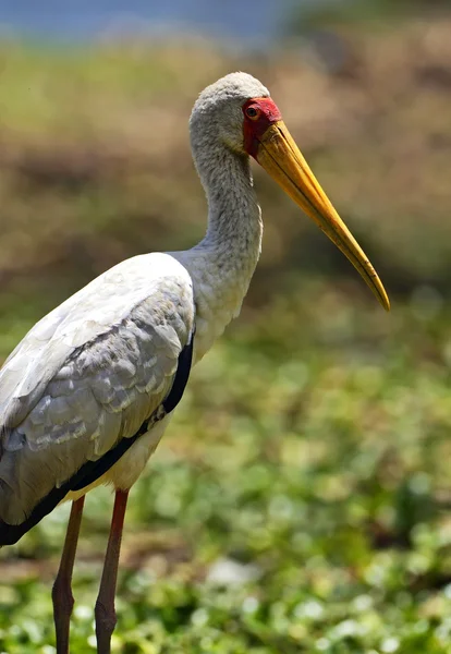 Cigogne à bec jaune — Photo