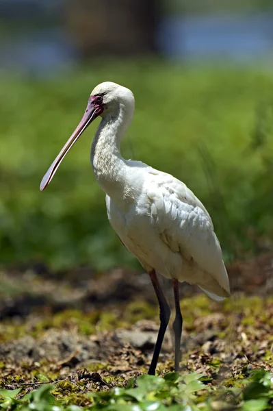 Spoonbill comum à procura de alimentos - Platalea leucorodia — Fotografia de Stock