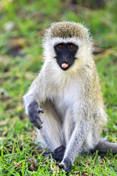 Scimmia di verbena — Foto Stock