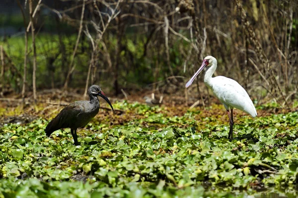Afrika Hadeda Ibis Milli Parkı Göl Naivasha — Stok fotoğraf