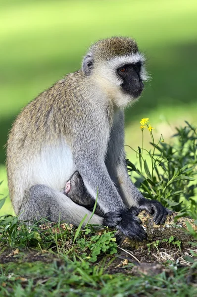 Vervet maymunu — Stok fotoğraf