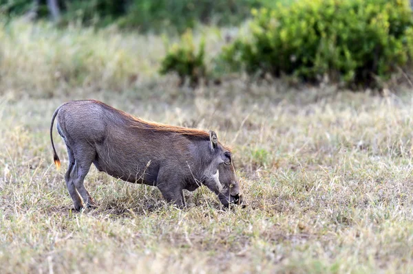 Afrikaanse wrattenzwijn — Stockfoto