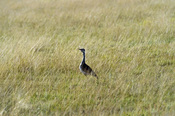 Bustard — Stock Photo, Image