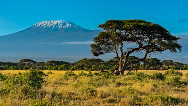 Amboseli nationalpark — Stockfoto