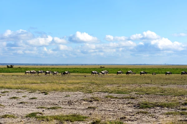 Afrika antilop wildebeest — Stok fotoğraf