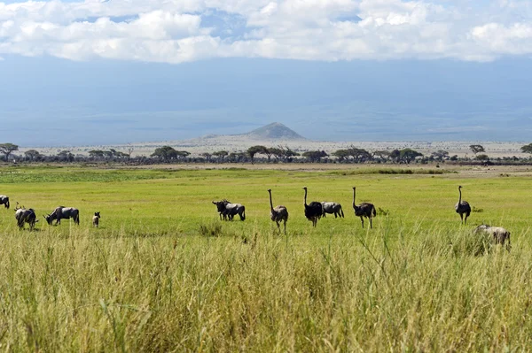 Avestruzes kilimanjaro — Fotografia de Stock
