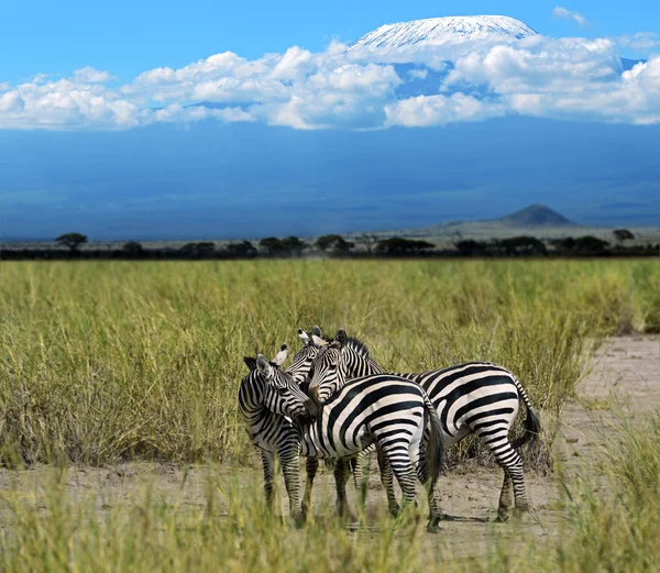 Zebra. — Fotografia de Stock