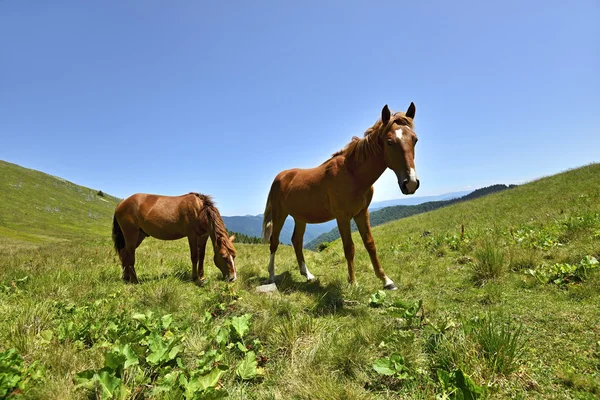 Paard — Stockfoto