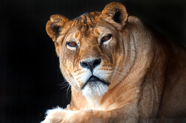 Leão na savana africana — Fotografia de Stock