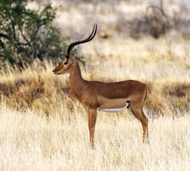 ceylan impala