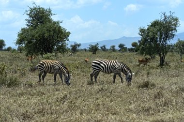 Zebra