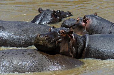 Afrikalı su aygırı 