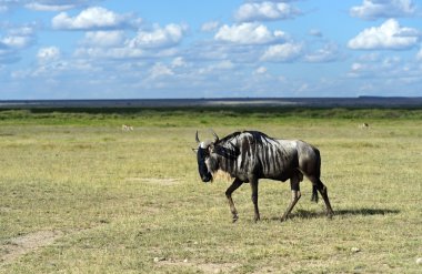Afrika antilop wildebeest