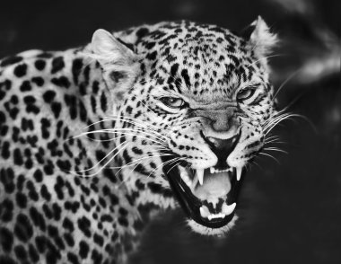 leopar