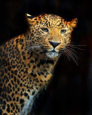 Doğal habitatları leopard portresi