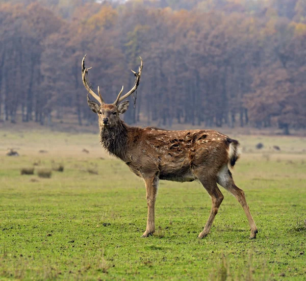 Spotted deer — Stock Photo, Image