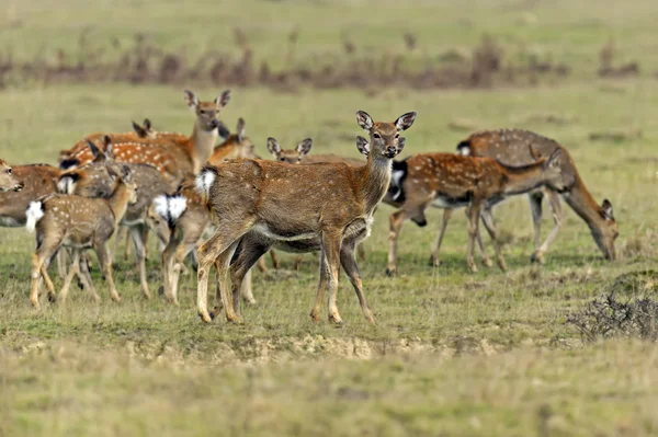 Spotted deer — Stock Photo, Image