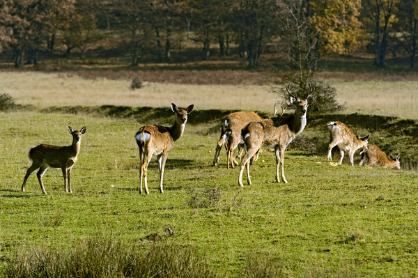 Spotted deer