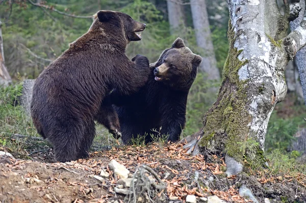 Urso castanho — Fotografia de Stock