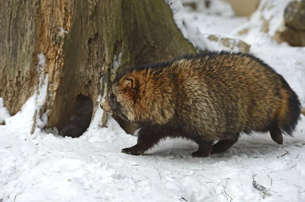 Raccoon dog — Stock Photo, Image