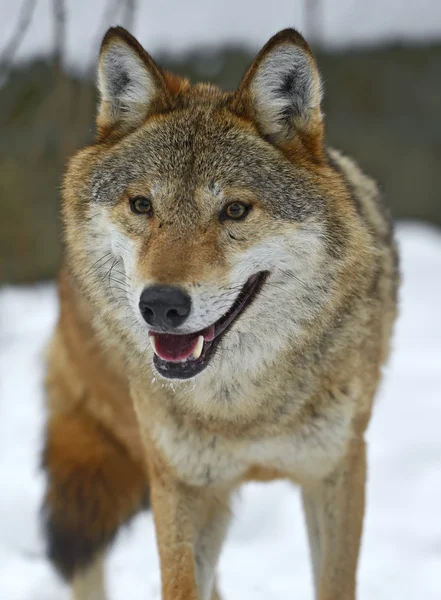 Grauer Wolf — Stockfoto