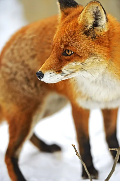 Portrait Foxes — Stock Photo, Image