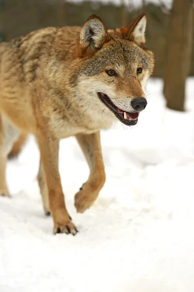 Grijze wolf — Stockfoto