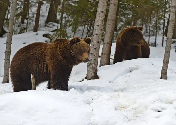 Ours brun dans les bois en hiver — Photo