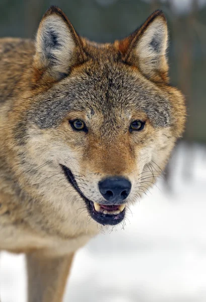Γκρίζος λύκος — Φωτογραφία Αρχείου