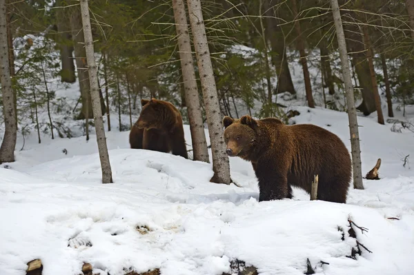 Orso bruno nel bosco in inverno — Foto Stock