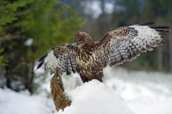 Mäusebussard — Stockfoto