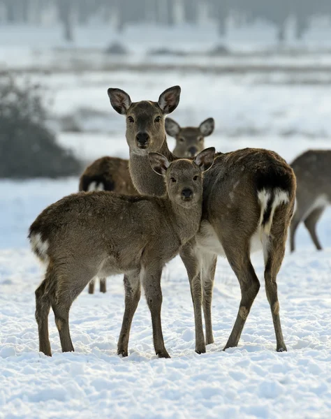 A herd of spotted deer in winter — Stock Photo, Image