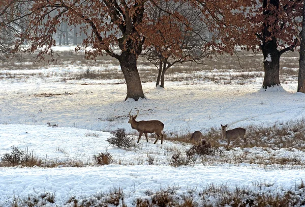 A herd of spotted deer in winter — Stock Photo, Image