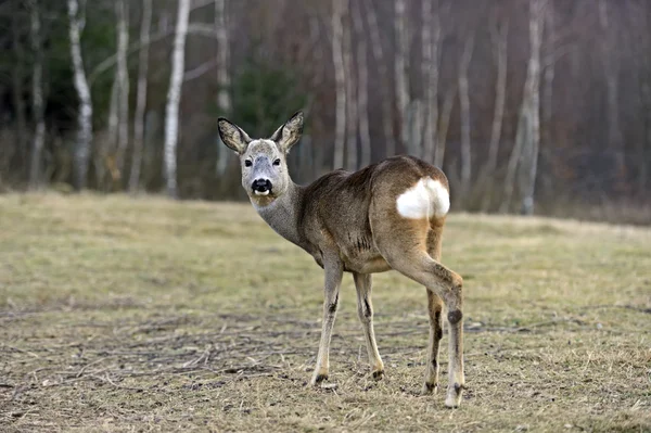 Rothirsche in ihrem natürlichen Lebensraum — Stockfoto