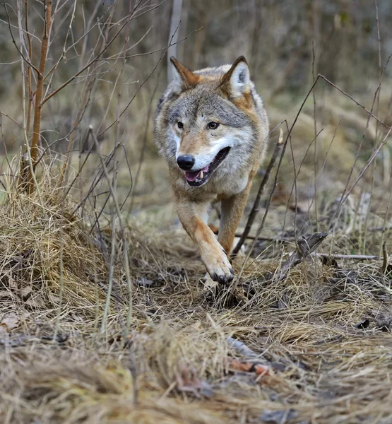 Lobo gris en el bosque —  Fotos de Stock