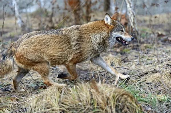 Lobo gris en el bosque —  Fotos de Stock