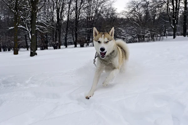 Husky — Stock fotografie