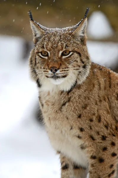 Vintern lynx — Stockfoto