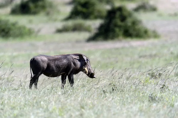 Cinghiale — Foto Stock